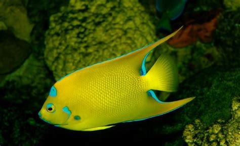 Queen Angelfish: All About Size, Juvenile & 4 Fun Facts