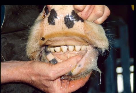 Cow Teeth Pictures . Quality Images on Animal Picture Society