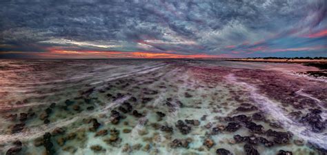 Shark Bay lagoon stromatolites in Australia's Hamelin Pool