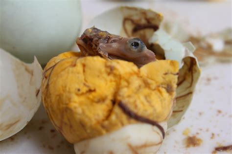 Balut from the Philippines