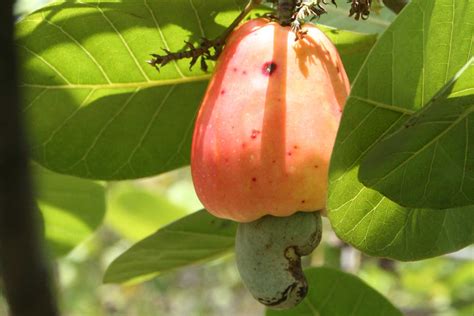 Free Cashew nut fruit Stock Photo - FreeImages.com