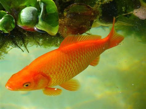 Dropsy Disease in Fish: Causes, Symptoms, Treatment, and Prevention