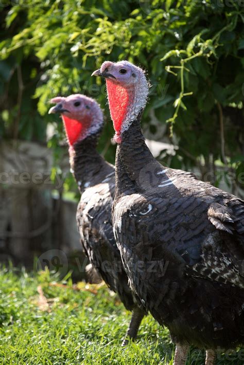 Two Domestic Turkeys in scenic Saskatchewan 6277059 Stock Photo at Vecteezy