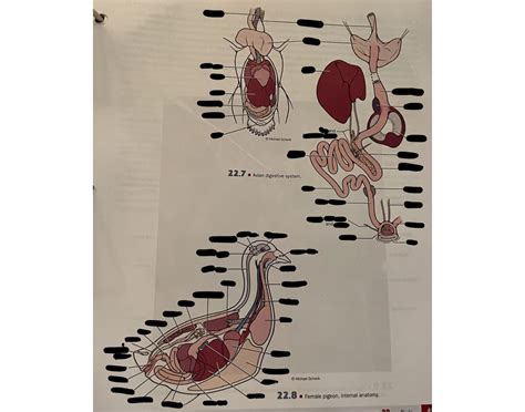 Female pigeon, internal anatomy Quiz