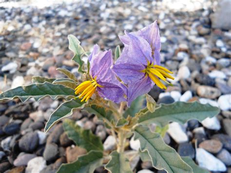 Silverleaf Nightshade Photograph by Lovina Wright | Fine Art America