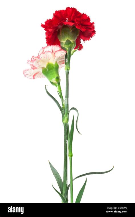 red and white carnations Stock Photo - Alamy