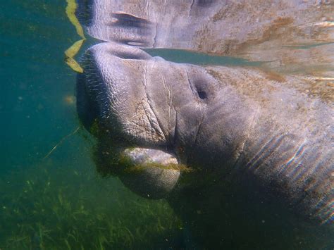 Manatee: The Gentle Giants Guide - Ocean Info