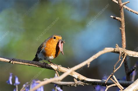 European robin - Stock Image - C054/0391 - Science Photo Library