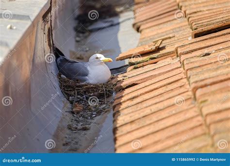 Mother Seagull on the Nest 2 Stock Photo - Image of nest, close: 115865992