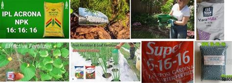 16-16-16 Fertilizer: When and How to Use Triple 16 Fertilizer