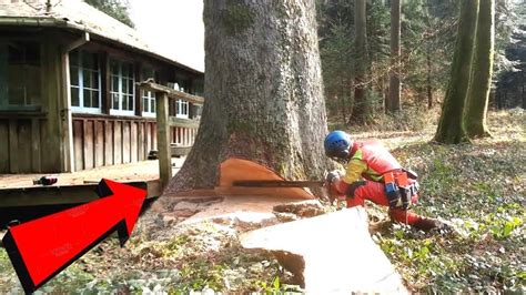 Tree Cutting Fails Compilation And Idiots With Chainsaw ! Dangerous skills Tree Falling - YouTube