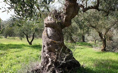 The Divine Olives of the Ancient Greeks - Greece Is