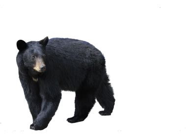 Bear Stearns Logo PNG Transparent Logo - Freepngdesign.com