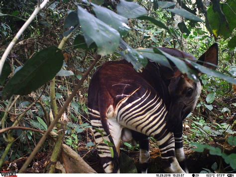 Okapi conservation program – Fundacja Zoo Wrocław DODO