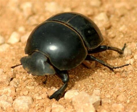 Dung Beetle - A-Z Animals