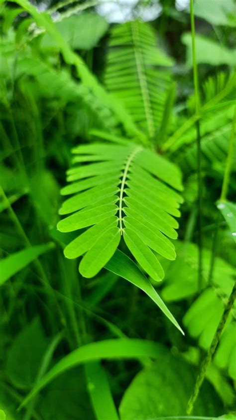 Babul Tree leaves During monsoon Nature click 11108229 Stock Photo at ...