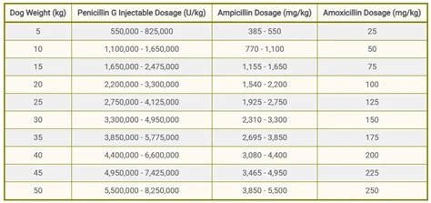 Penicillin For Dogs: Dosage, Uses, Benefits & Side Effects