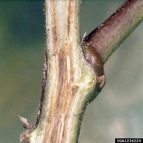 Fusarium wilt of cotton (Fusarium oxysporum f.sp. vasinfectum)