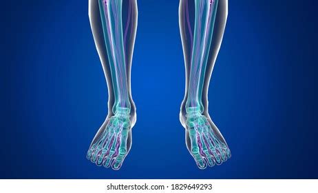 Human Skeletal System Anatomy Physiology3d Stock Illustration 1829649293 | Shutterstock