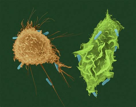 Macrophage And Monocyte Phagocytosis Photograph by Dennis Kunkel Microscopy/science Photo Library