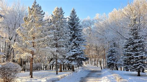 Fondos de pantalla : Árboles, paisaje, bosque, nieve, invierno, rama, hielo, escarcha, picea ...