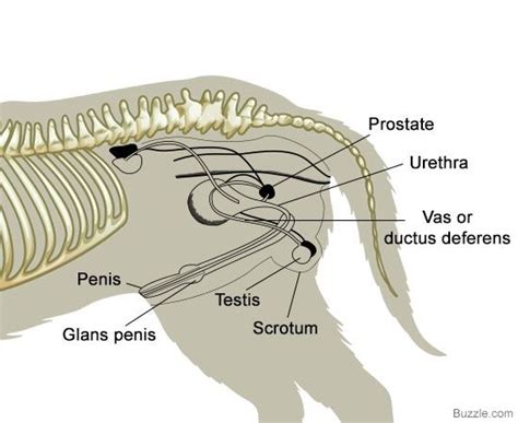 Male Cat Urethra Anatomy