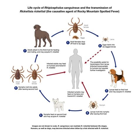 tick life cycle stages - Lona Escalante