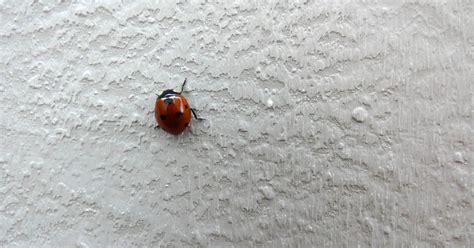 How to Get Rid of Ladybugs - This Old House