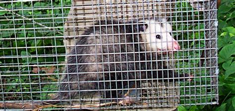 What is the best bait to trap a possum?