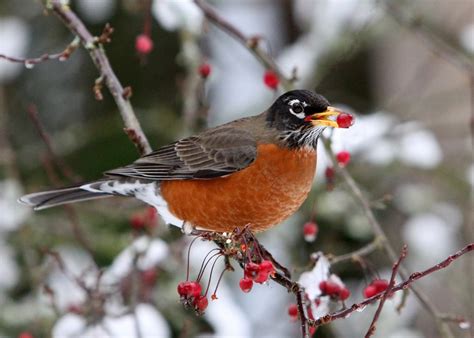 American Robin eating fruit - FeederWatch