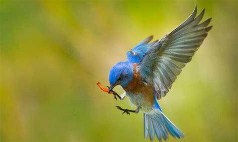 How Do Birds Find Worms? & How to Help Them?