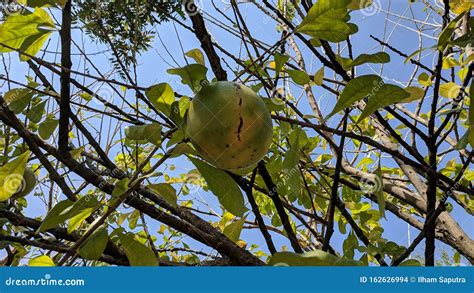 Aegle Marmelos or Bael Fruit on the Tree Stock Photo - Image of indian, aegle: 162626994