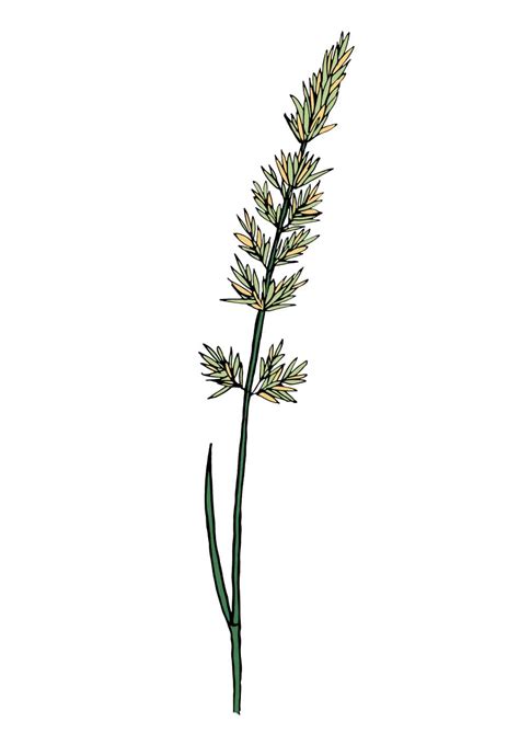 Prairie Junegrass - BrettYoung