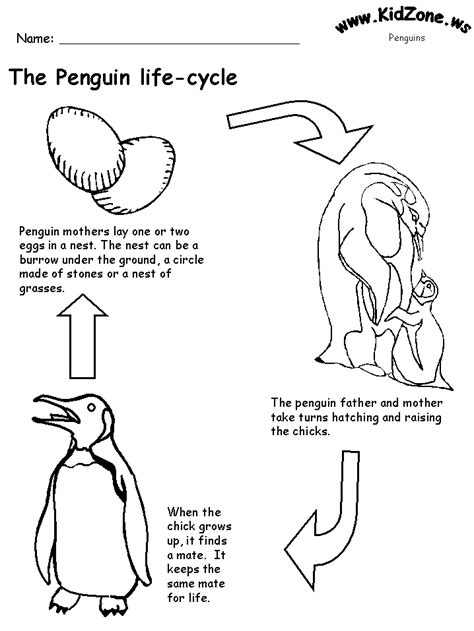 Penguin Life Cycle Facts