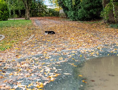 Trap Neuter Return - feral cat colony management – BC SPCA