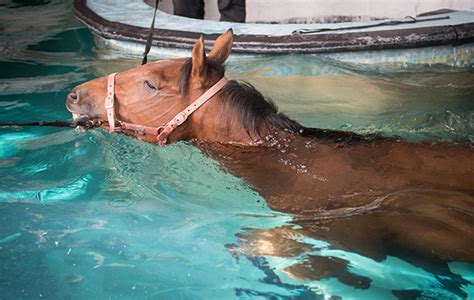 Horses Swimming