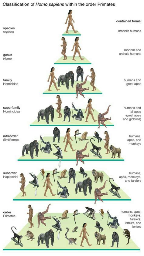 Pin by Blue Wings on Human Evolution | Human evolution, Human evolution tree, Evolution science