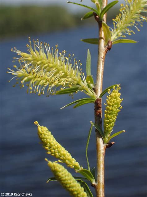 Salix interior (Sandbar Willow): Minnesota Wildflowers