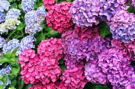 pink hydrangeas to purples... their shades vary! Don't stress over it, it adds depth to your ...