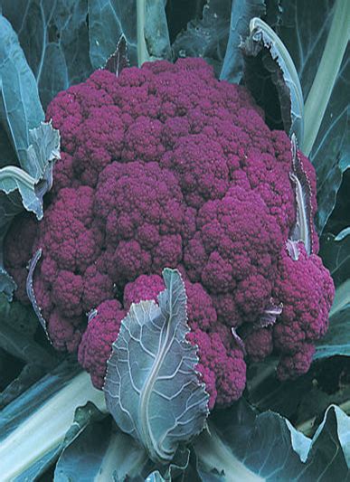 Graffiti Cauliflower - Dutch Garden Nursery