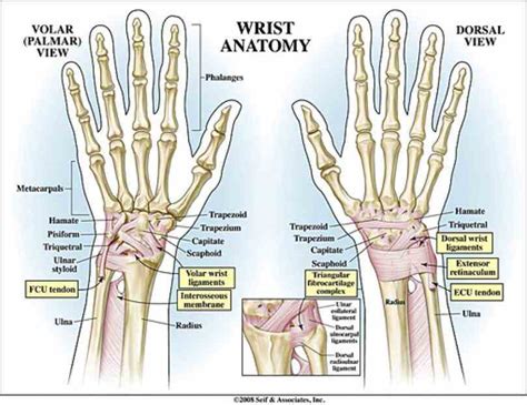 Anatomy Of The Human Wrist | MedicineBTG.com