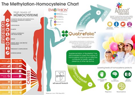 Explaining methylation-homocysteine