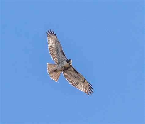 Red-tailed Hawk from Jeff Davis County, TX, USA on July 28, 2023 at 05: ...