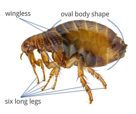 What Do Fleas Look Like - Flea Identification