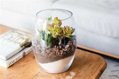 25 Easy Terrarium Plants For Open Or Closed Glass, 41% OFF