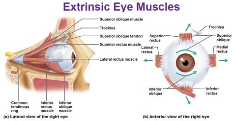 The Eye and Vision