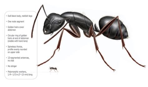 What Do Carpenter Ants Look Like - Carpenter Ants Identification