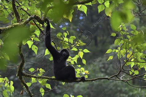 Central Yunnan black crested gibbon male - Stock Image - C048/4526 - Science Photo Library