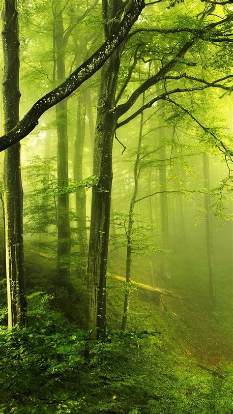 Fantasy Green Forest 4K HD Android and iPhone Wallpaper Background and ...