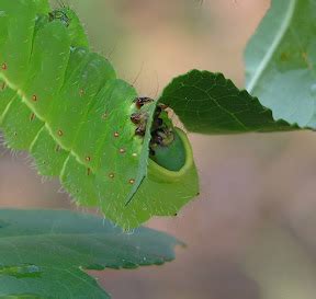 Nature in the Ozarks: Luna Moth Caterpillar (Actias luna)